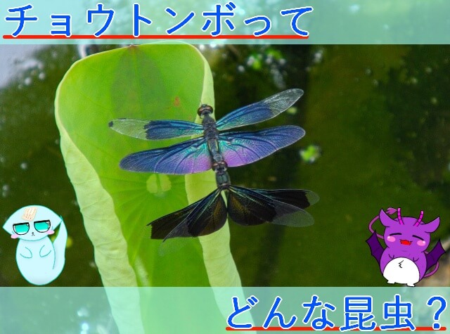 Thumbnail of post image 065